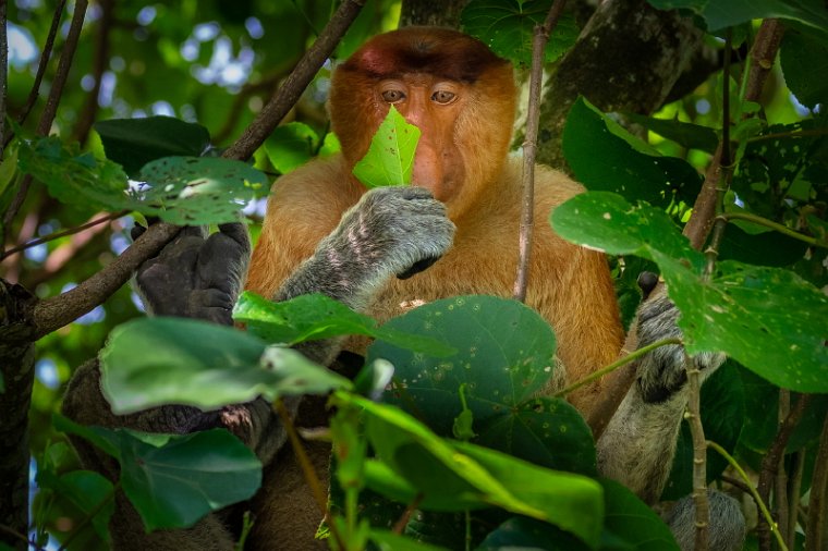 077 Kuching, Bako NP.jpg